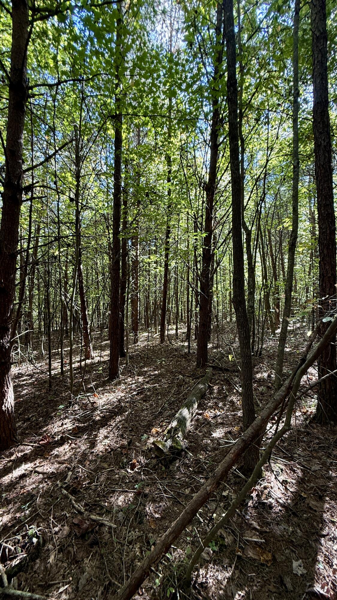 Oo Owl Hollow Road, Unit LOT 9 Palmer, TN 37365 - Photo 12 of 14 IMG_2484