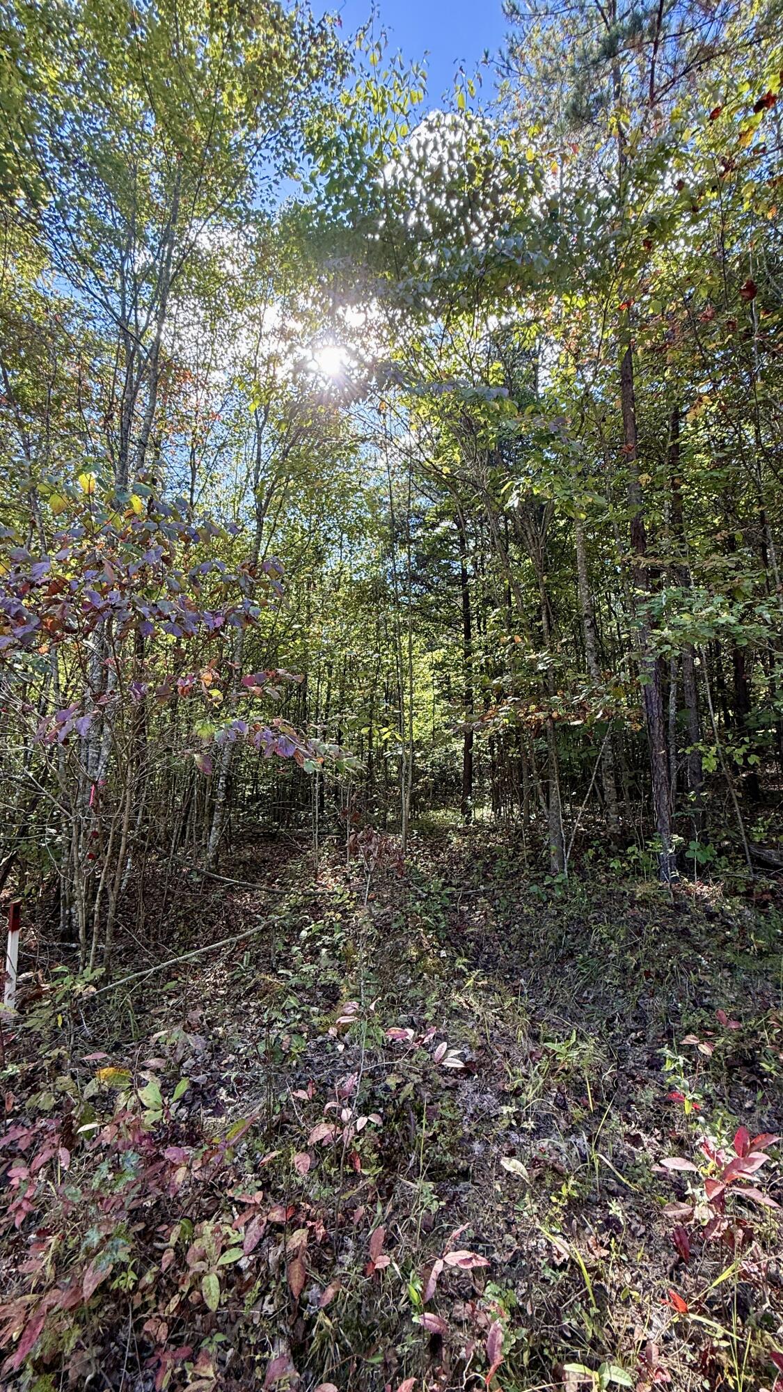 Oo Owl Hollow Road, Unit LOT 9 Palmer, TN 37365 - Photo 13 of 14 IMG_2485