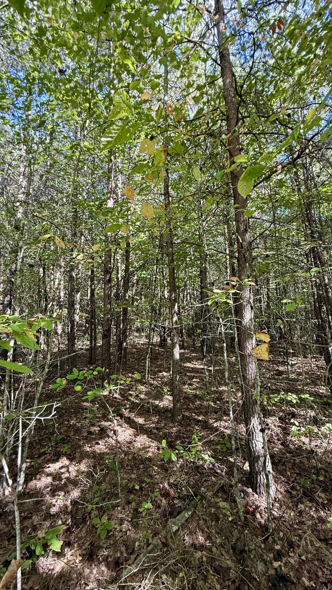 Oo Owl Hollow Road, Unit LOT 9 Palmer, TN 37365 - Photo 4 of 14 IMG_2474