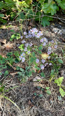 $41,800 | Oo Owl Hollow Road, Unit LOT 9, Palmer, TN 37365