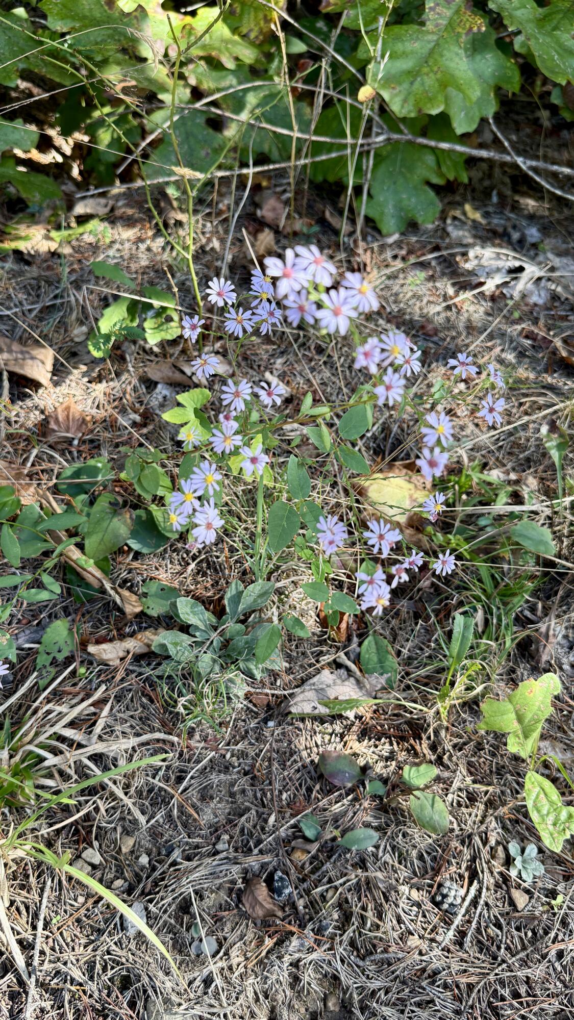 Oo Owl Hollow Road, Unit LOT 9 Palmer, TN 37365 - Photo 5 of 14 IMG_2472