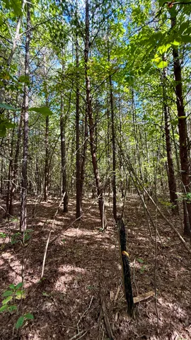 $41,800 | Oo Owl Hollow Road, Unit LOT 9, Palmer, TN 37365