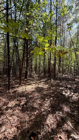 $41,800 | Oo Owl Hollow Road, Unit LOT 9, Palmer, TN 37365