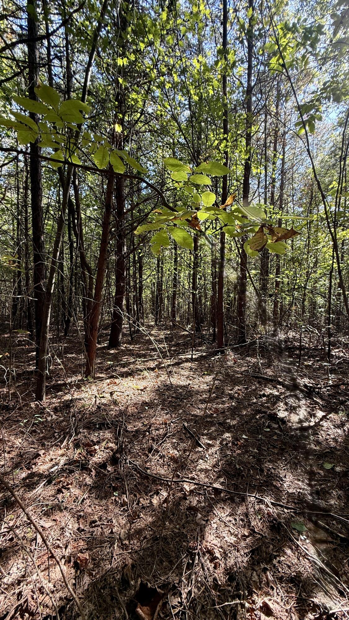 Oo Owl Hollow Road, Unit LOT 9 Palmer, TN 37365 - Photo 8 of 14 IMG_2478