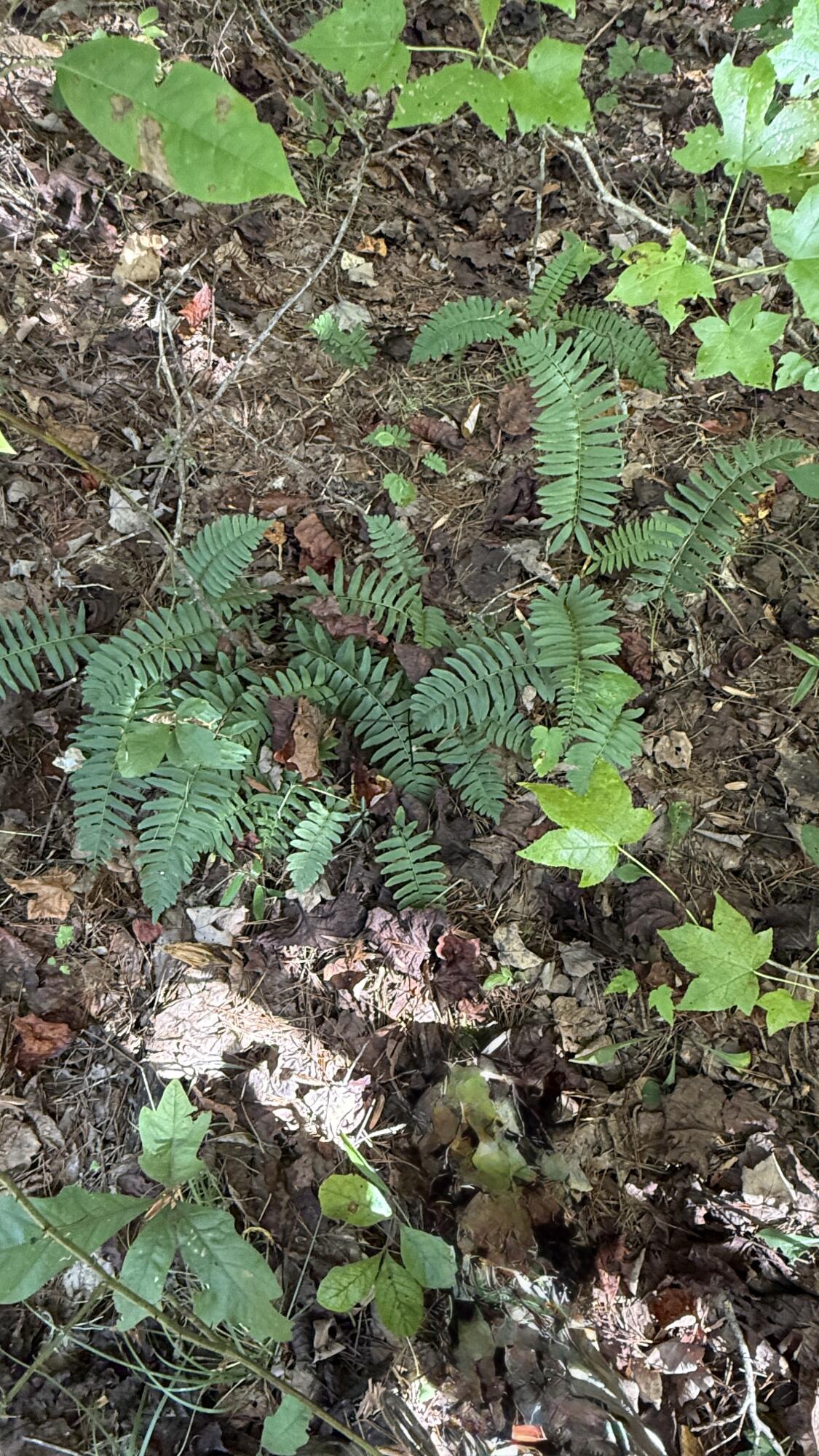 Oo Owl Hollow Road, Unit LOT 9 Palmer, TN 37365 - Photo 9 of 14 IMG_2475