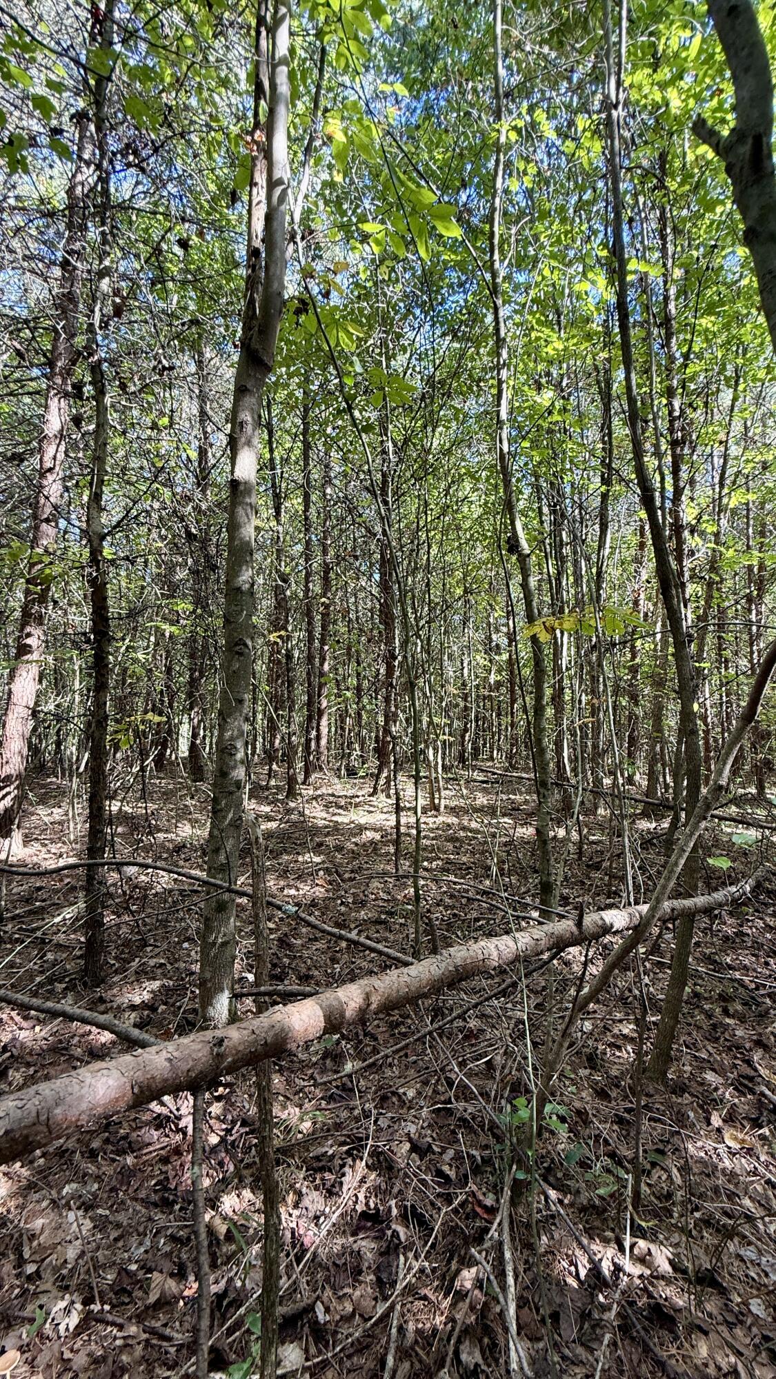 Oo Owl Hollow Road, Unit LOT 9 Palmer, TN 37365 - Photo 10 of 14 IMG_2480