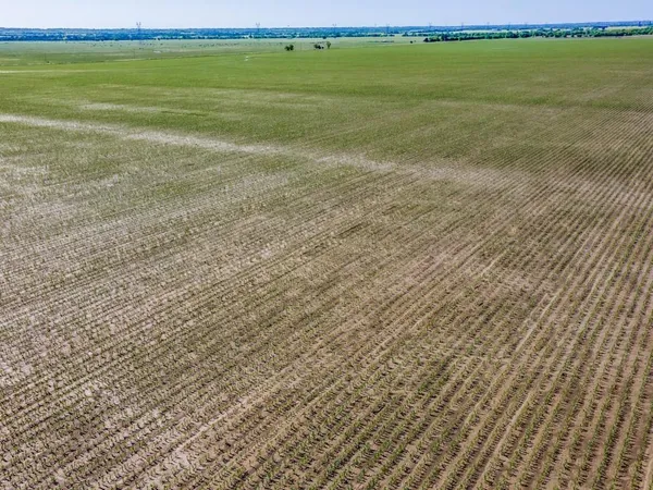 a view of a field with an trees
