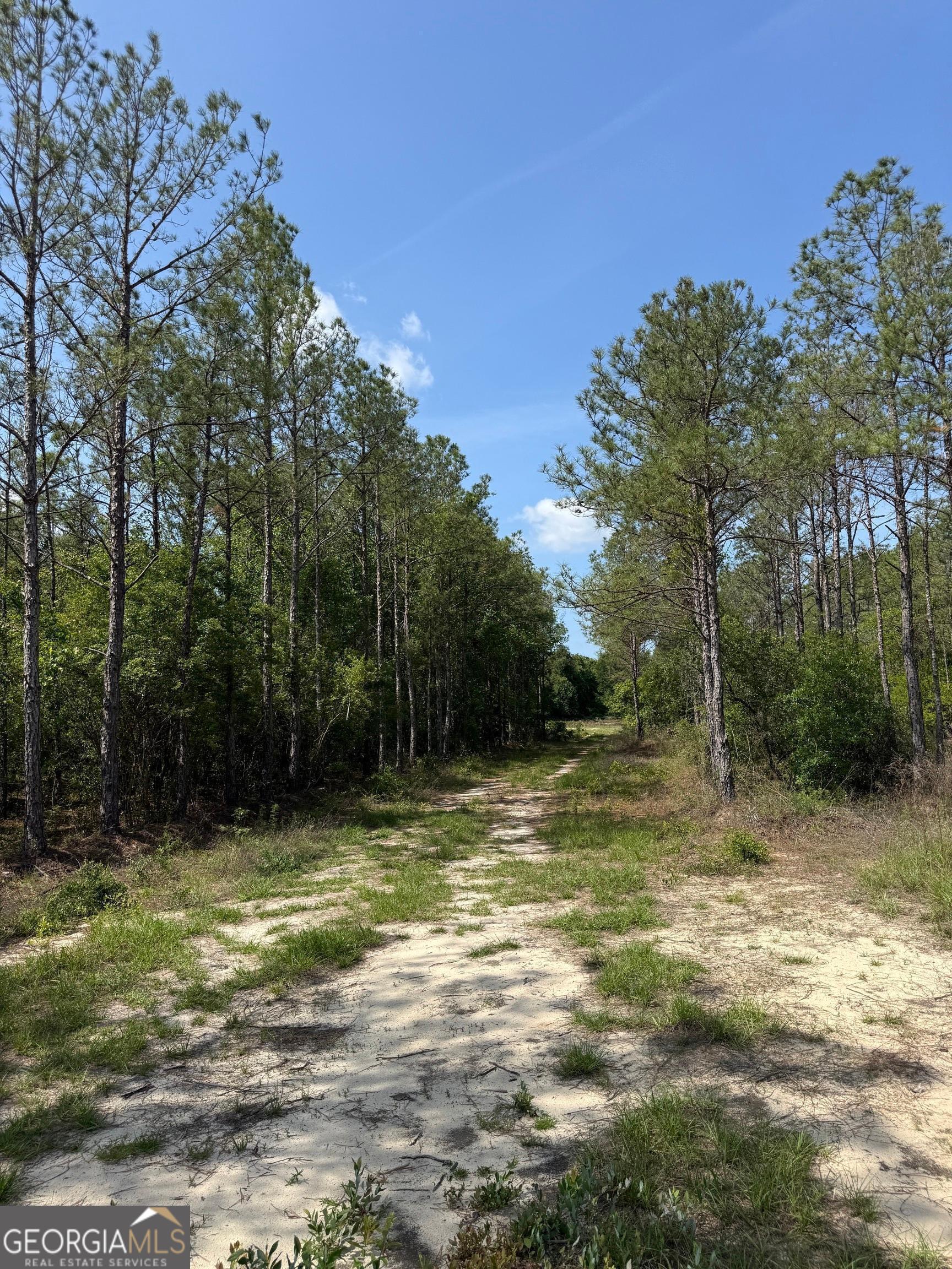 0 Bells Ferry Road Lumber City, GA 31549 - Photo 11 of 12 a view of a yard with a tree