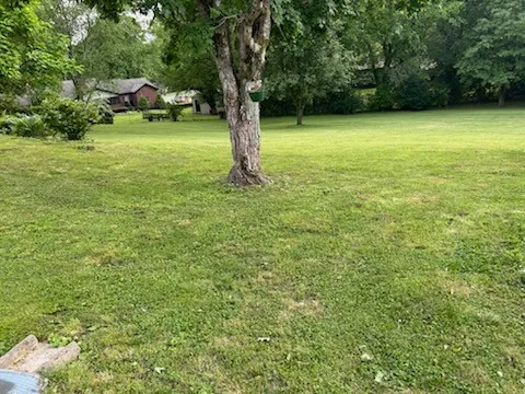 a view of a garden with a tree