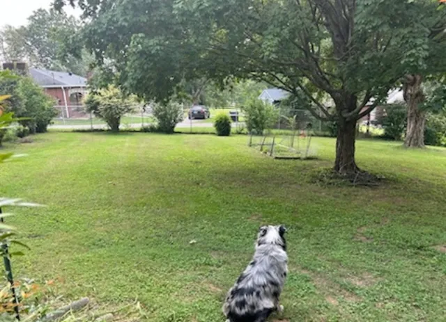 a garden view with a fountain
