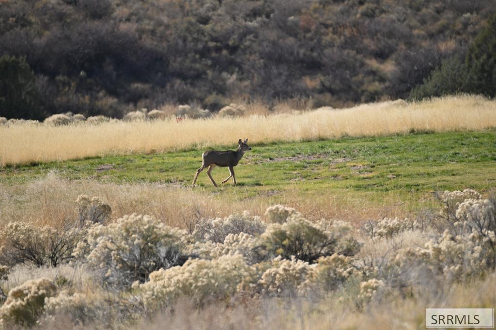 71 Lookout Circle Swan Valley, ID 83449 - Photo 26 of 97
