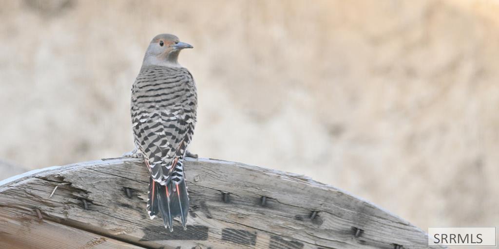 71 Lookout Circle Swan Valley, ID 83449 - Photo 39 of 97