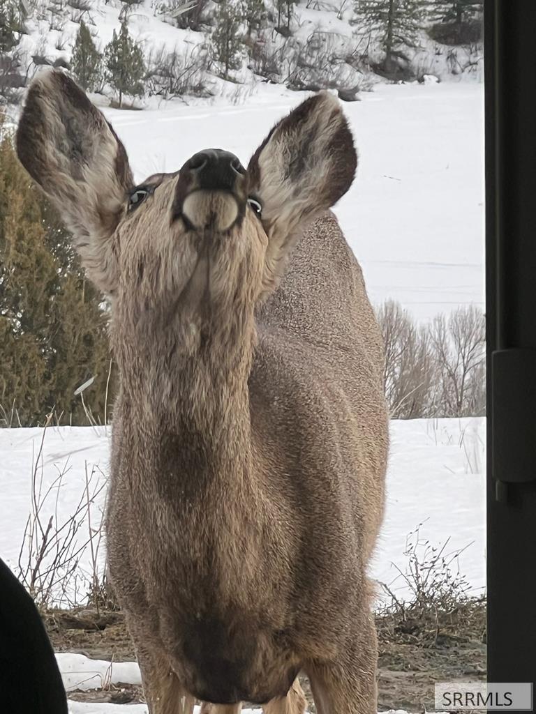 71 Lookout Circle Swan Valley, ID 83449 - Photo 43 of 97 Living Room Window
