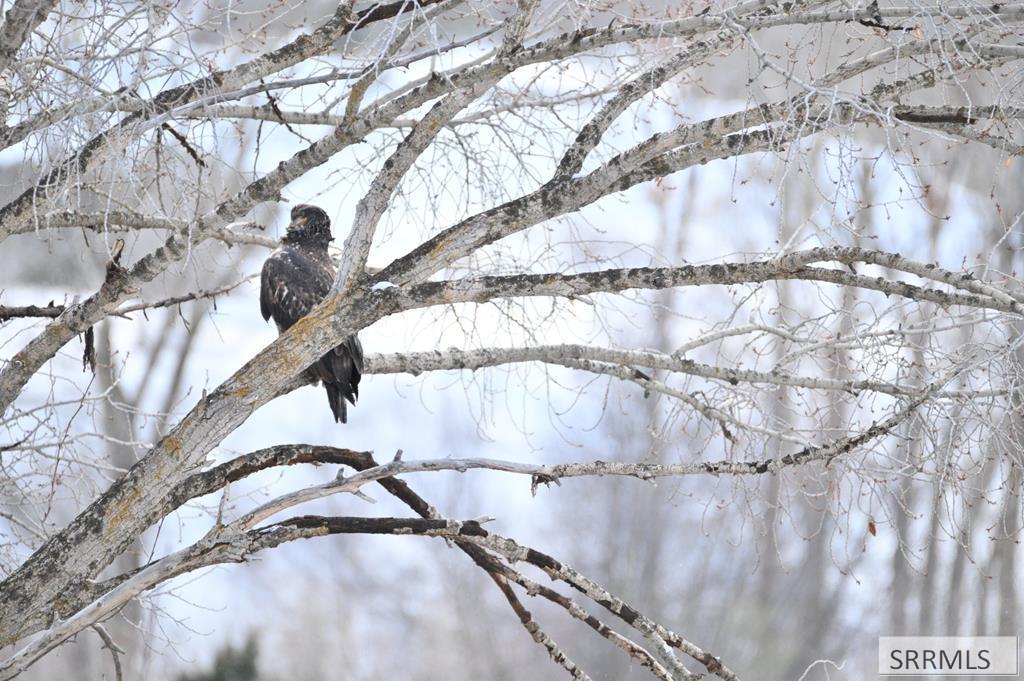71 Lookout Circle Swan Valley, ID 83449 - Photo 95 of 97