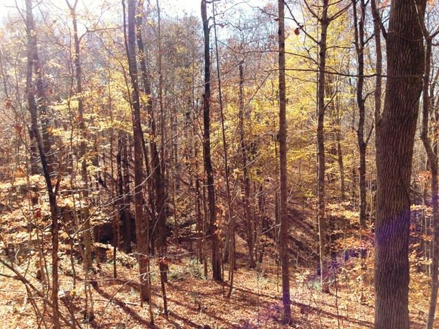 A Doug Thompson Road Franklin, TN 37064 - Photo 3 of 6 a view of forest