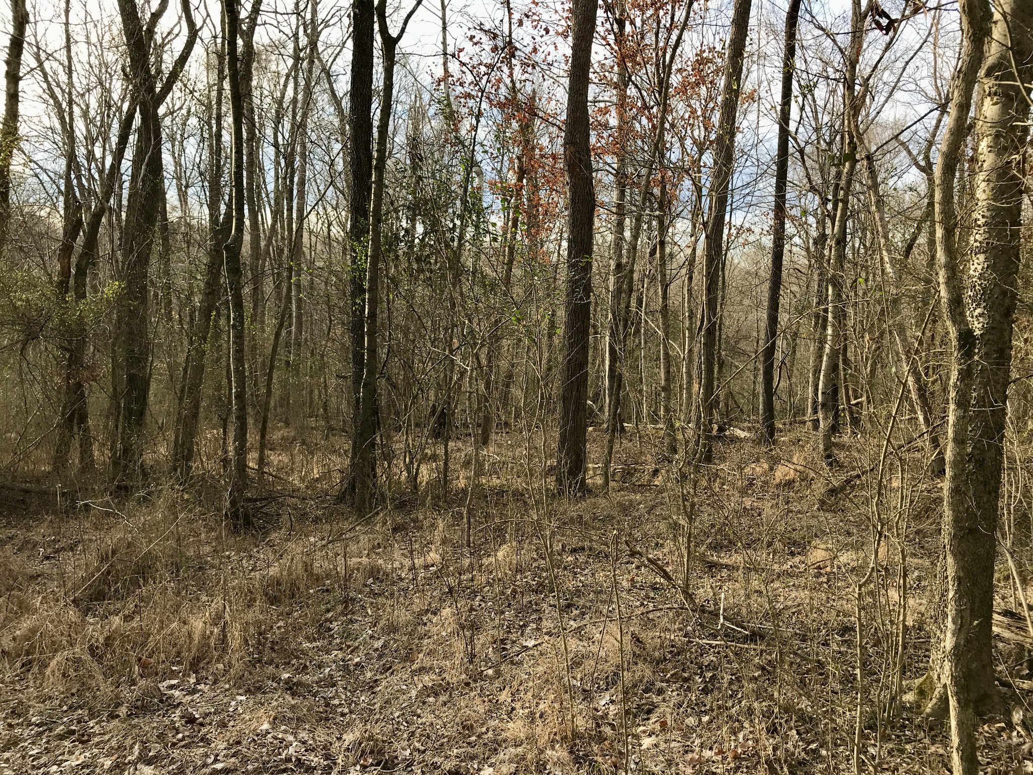 1160 Sevenmile Ferry Road Clarksville, TN 37040 - Photo 6 of 16 Gallery Image 6
