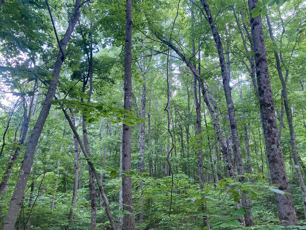 Tbd Goddard Road Wallingford, KY 41093 - Photo 15 of 24 14