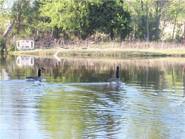 125 Thurman Kepley Road Portland, TN 37148 - Photo 16 of 20 ANOTHER STOCKED POND, LOOK CLOSE THOSE ARE CANADIAN GEESE SWIMMING ACROSS THE POND!