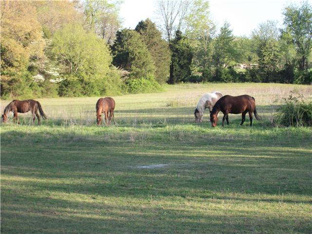 125 Thurman Kepley Road Portland, TN 37148 - Photo 17 of 20 ROOM TO ROAM, PLENTY OF GRAZING FOR THE HORSES