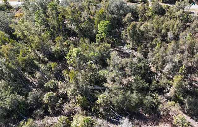 a view of a forest with houses