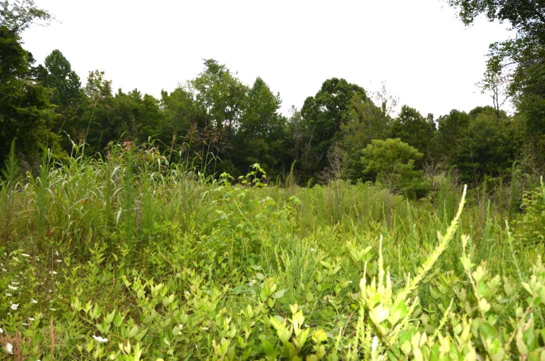 6-acres Putman Road Buffalo, SC 29321 - Photo 11 of 17 Gallery Image 11