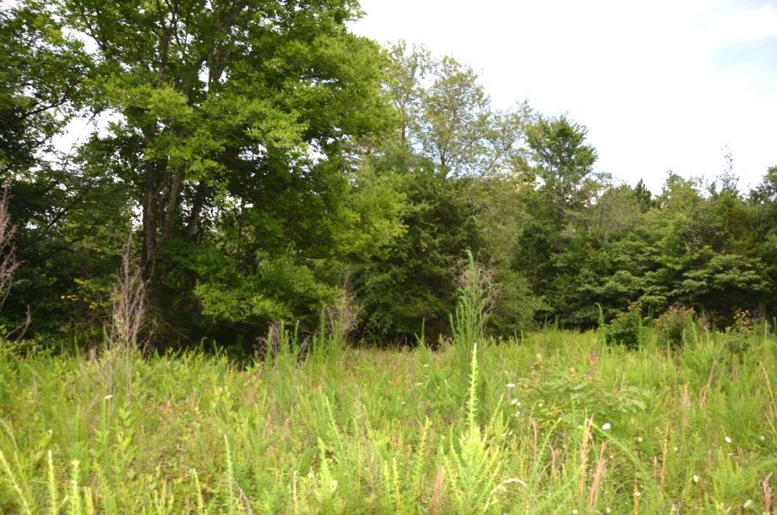 6-acres Putman Road Buffalo, SC 29321 - Photo 12 of 17 Gallery Image 12