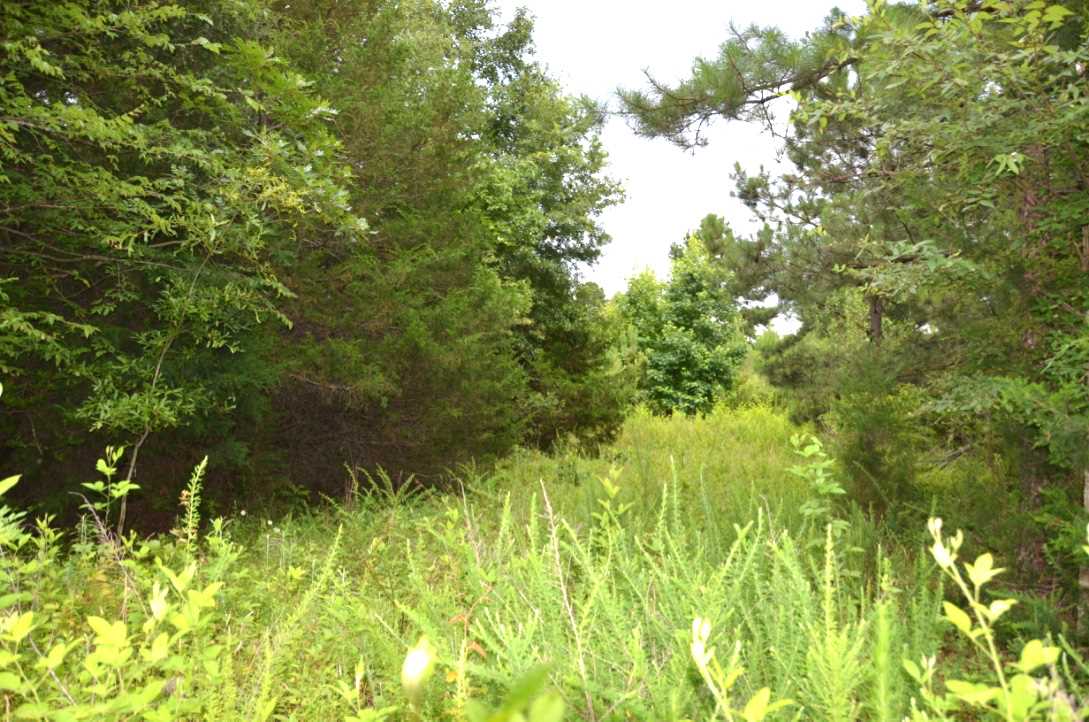 6-acres Putman Road Buffalo, SC 29321 - Photo 13 of 17 Gallery Image 13