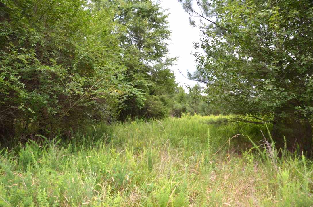 6-acres Putman Road Buffalo, SC 29321 - Photo 14 of 17 Gallery Image 14
