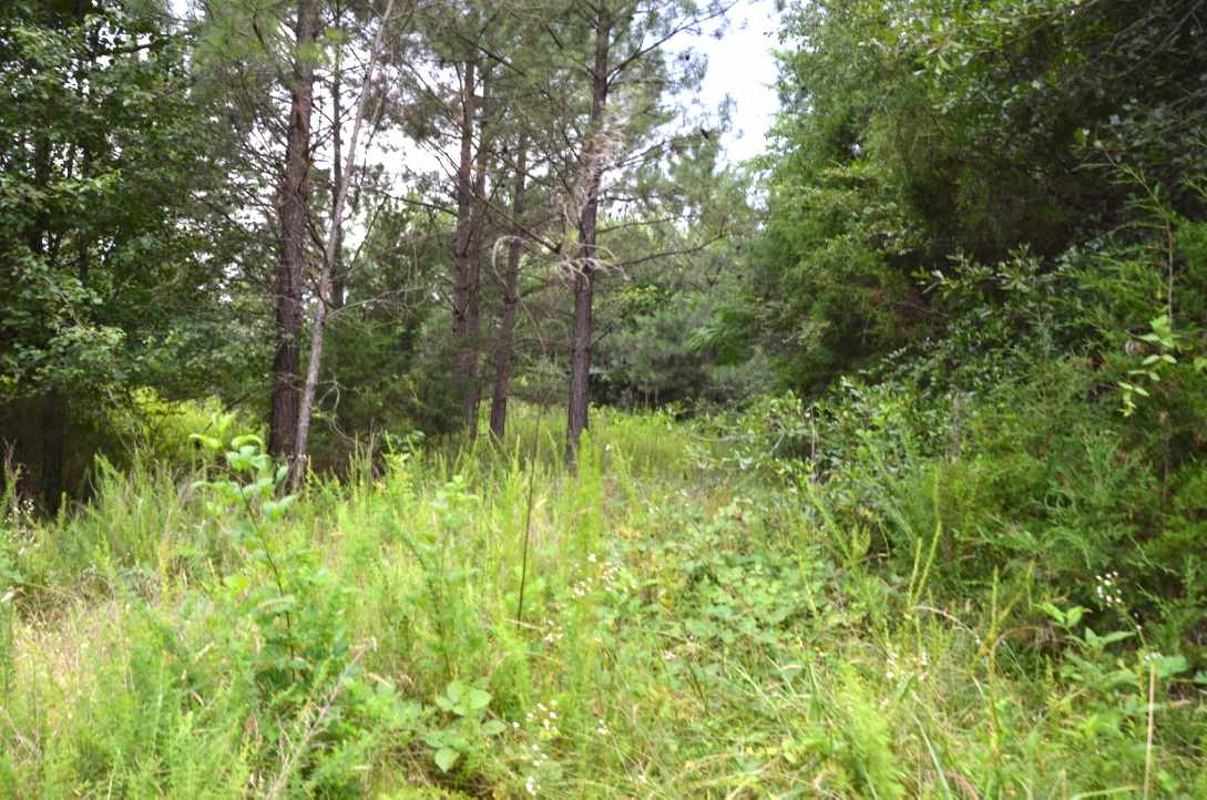 6-acres Putman Road Buffalo, SC 29321 - Photo 15 of 17 Gallery Image 15