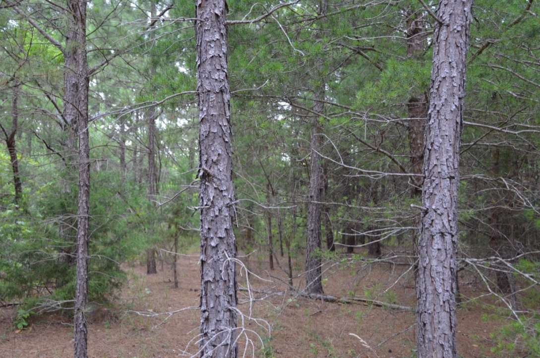 6-acres Putman Road Buffalo, SC 29321 - Photo 17 of 17 Gallery Image 17