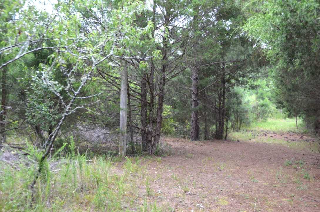 6-acres Putman Road Buffalo, SC 29321 - Photo 2 of 17 Gallery Image 2