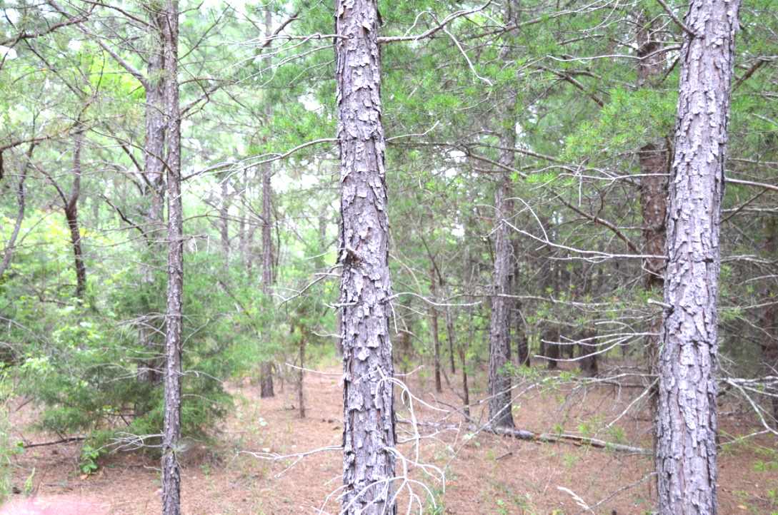 6-acres Putman Road Buffalo, SC 29321 - Photo 5 of 17 Gallery Image 5
