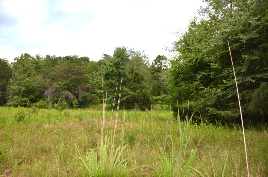 6-acres Putman Road Buffalo, SC 29321 - Photo 7 of 17 Gallery Image 7
