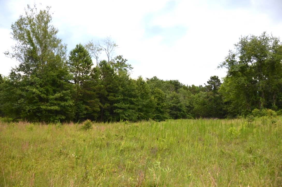 6-acres Putman Road Buffalo, SC 29321 - Photo 8 of 17 Gallery Image 8