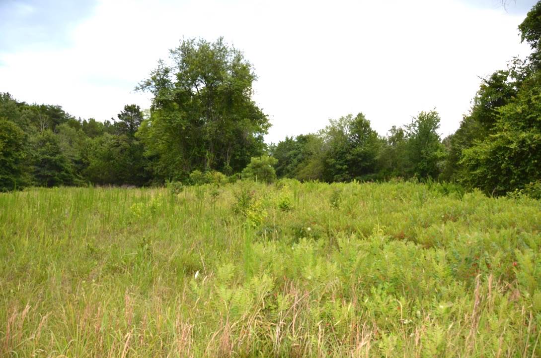 6-acres Putman Road Buffalo, SC 29321 - Photo 10 of 17 Gallery Image 10