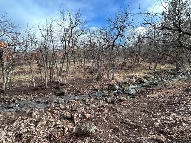 a view of a yard with a tree