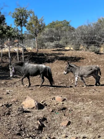 $195,000 | 12230 Ponderosa Street, Hornbrook, CA 96044