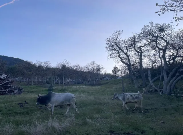 a view of a backyard with table and chairs with wooden fence