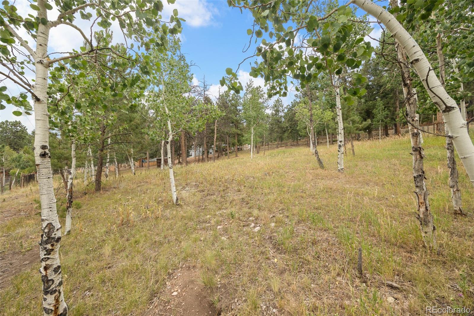 41 Yew Lane Bailey, CO 80421 - Photo 7 of 47 a view of a yard with trees