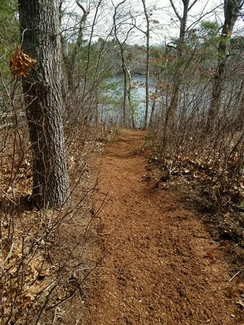 108 Fells Pond Road Mashpee, MA 02649 - Photo 29 of 35 a view of a forest with trees in the background