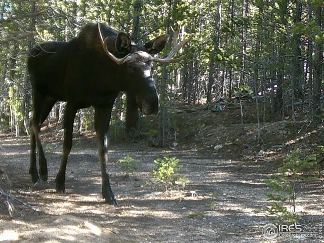 $600,000 | 0 Forest Service Circle, Red Feather Lakes, CO 80545