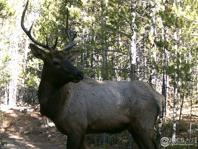 $600,000 | 0 Forest Service Circle, Red Feather Lakes, CO 80545