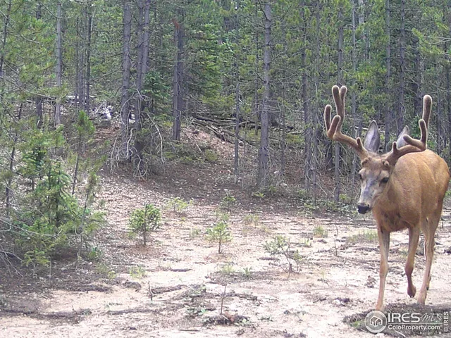 $600,000 | 0 Forest Service Circle, Red Feather Lakes, CO 80545