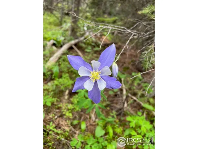 $600,000 | 0 Forest Service Circle, Red Feather Lakes, CO 80545