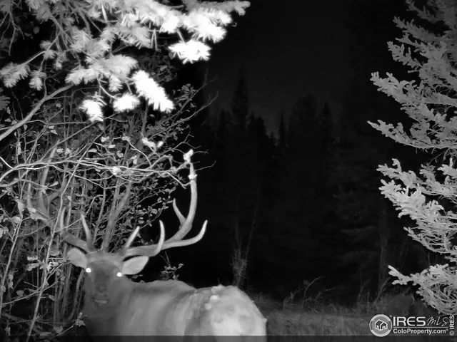 $600,000 | 0 Forest Service Circle, Red Feather Lakes, CO 80545