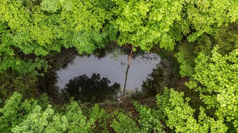 a view of a forest with trees in the background