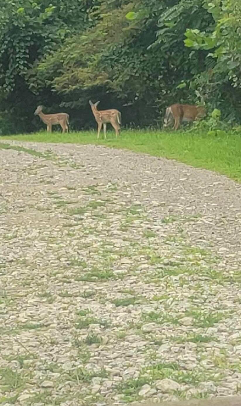 4015 Leffler Road Roseville, OH 43777 - Photo 63 of 93 Wildlife