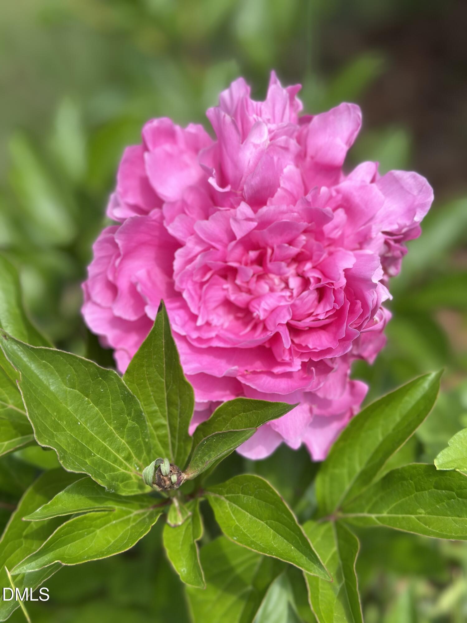 632 Whitt Town Road Roxboro, NC 27574 - Photo 57 of 73 Purple Flower