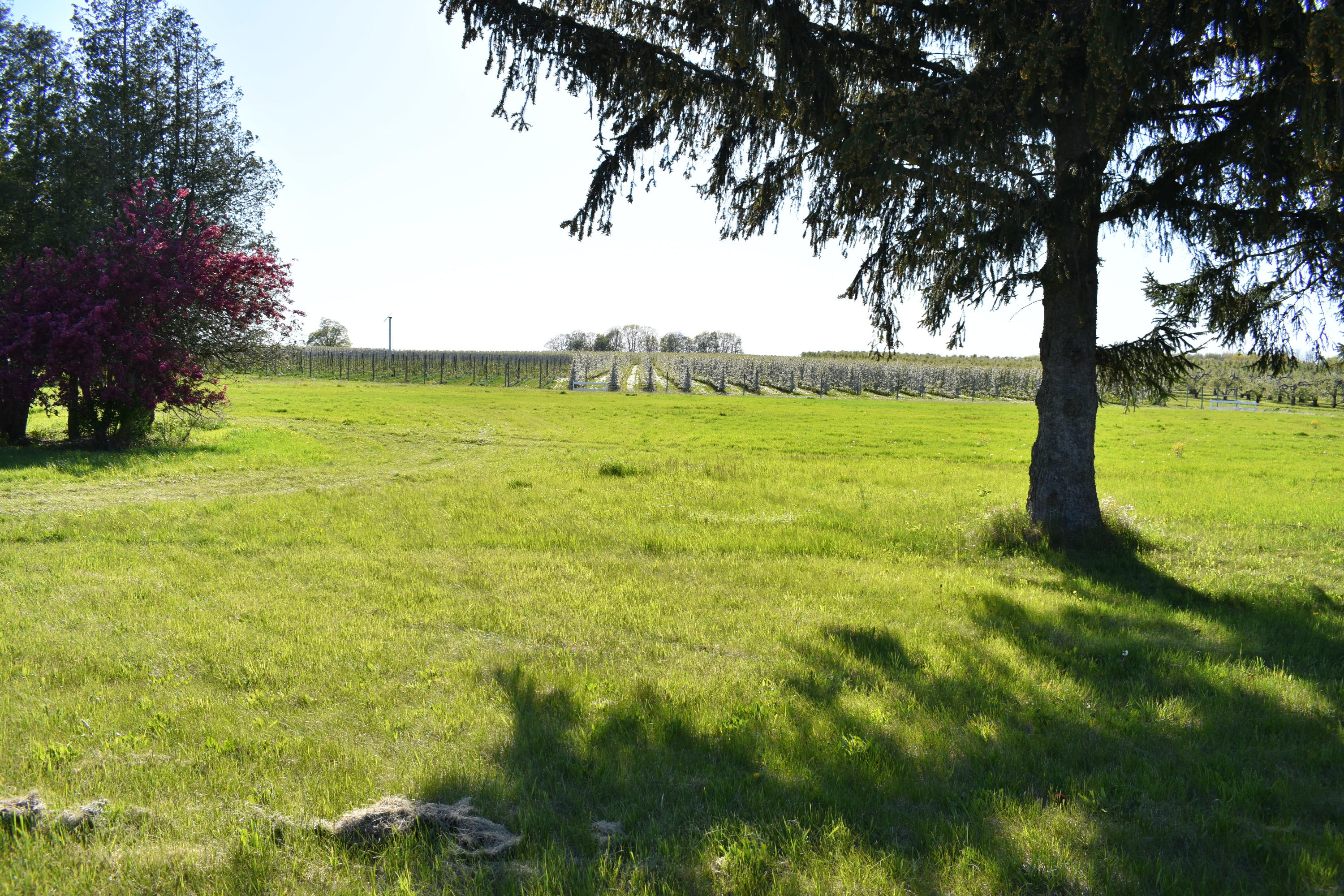 3903 South Stone Road Fremont, MI 49412 - Photo 24 of 46 DSC_0913
