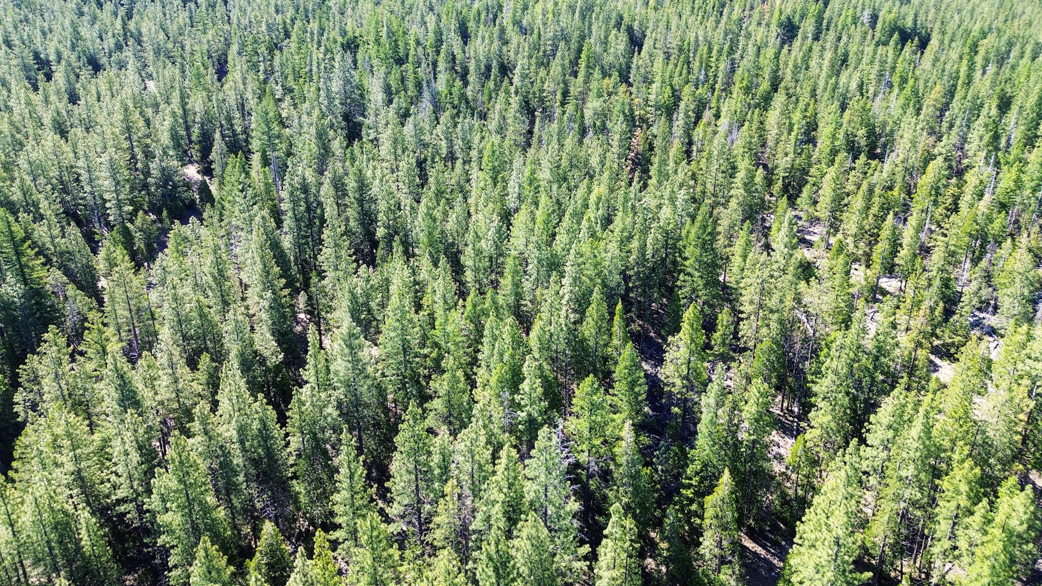Gazelle Callahan Road Weed, CA 96094 - Photo 3 of 29 3-DJI_0067